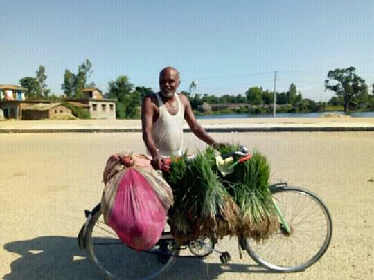 मधेशमा बाढीको कारणले धान बिउको हाहाकार,भारतीय बजारबाट किनेर ल्याउदै