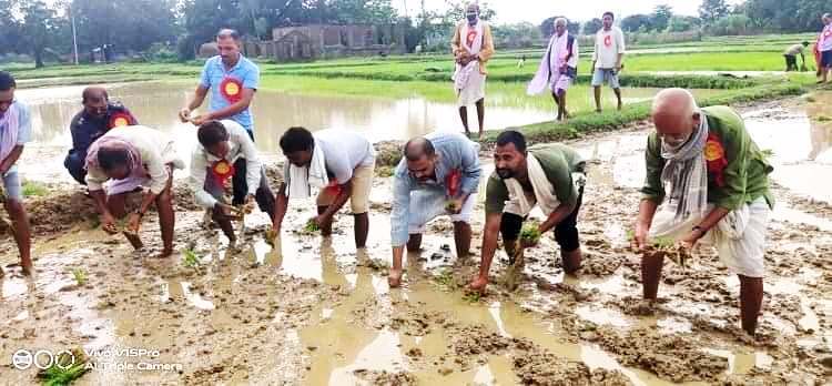 बोदेबर्साइन नगरपालिकाका मेयर सिंह धान रोपेर मनाए धान दिवस !