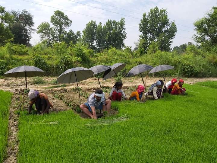 भोकमरिको डरले लकडाउनमा प्रदेश सांसद किसानसंगै धान रोपाईमा व्यस्त