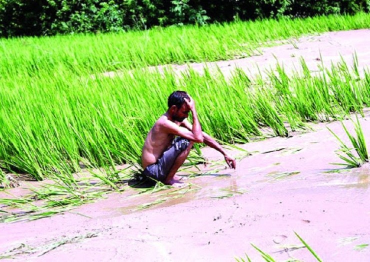 चार हजार हेक्टर धानबाली डुबान