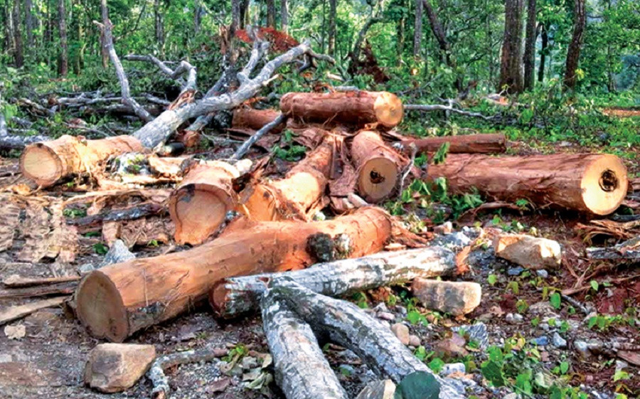 महोत्तरीमा निषेधाज्ञामा वन तस्करी बढ्यो