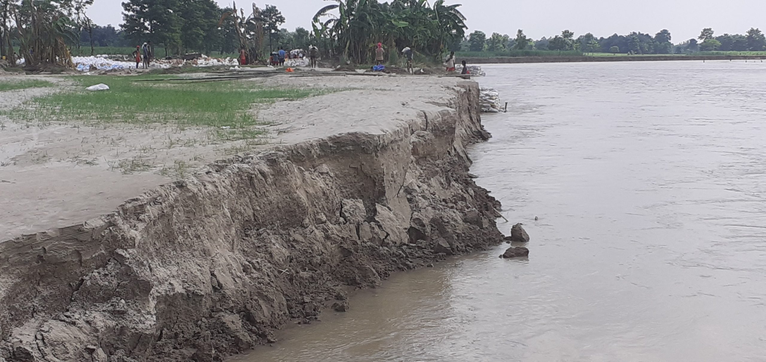 बाढीले तीन हजार हेक्टर धानखेती नष्ट