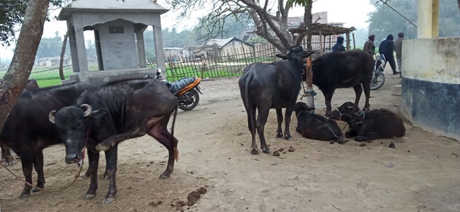 रौतहट प्रहरीद्वारा अढाई लाख बराबरको चौपाया बरामद