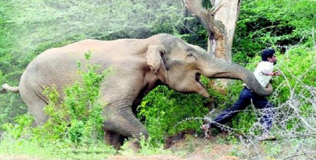 हात्तीले घर, पसल भत्कायो, एक लाख बढी क्षति