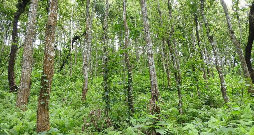 वनक्षेत्रमा शिकारी र तस्करको चहलपहल