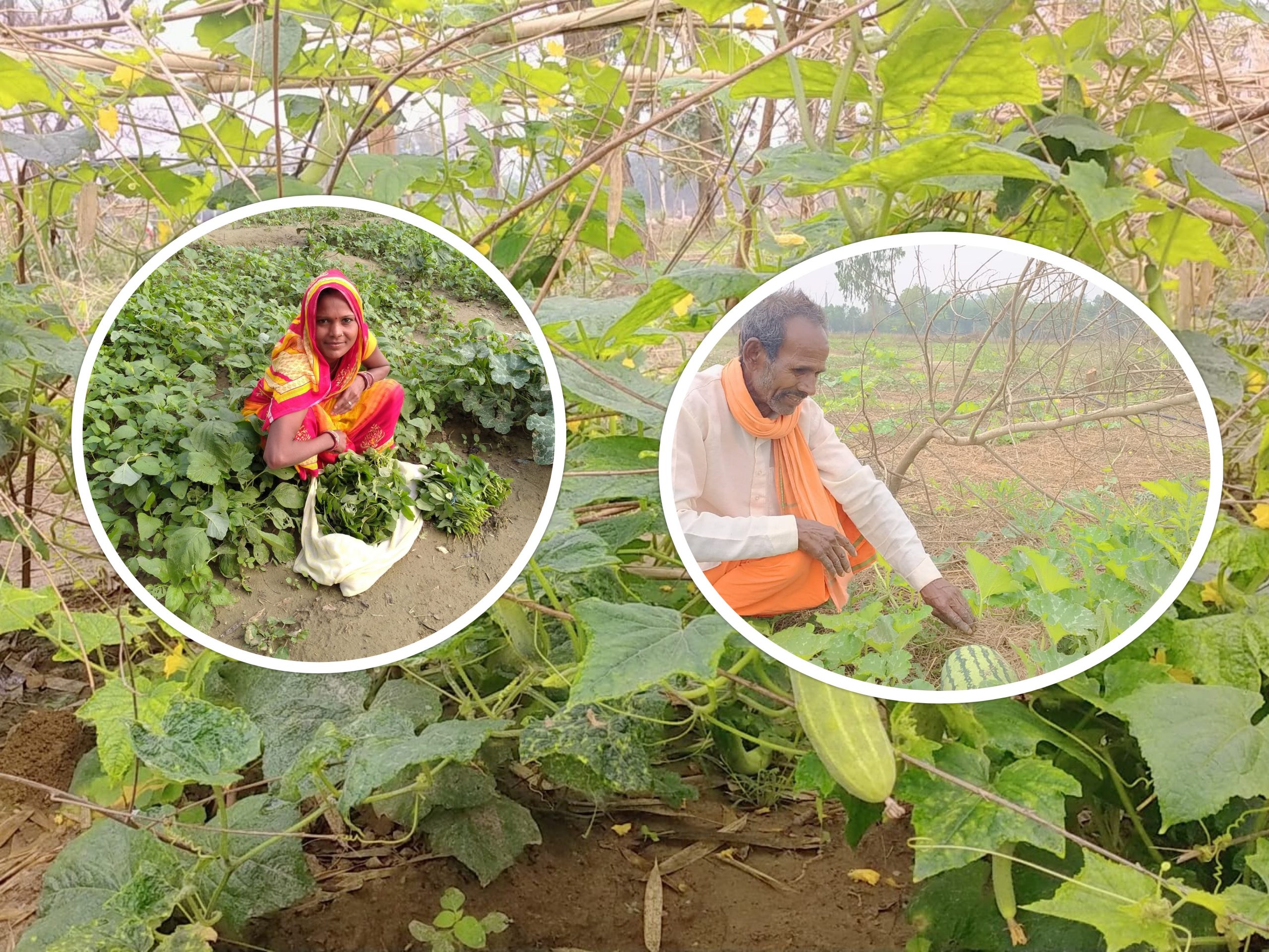 तरकारी खेतीबाट लाखौँ आम्दानी लिँदै किसान