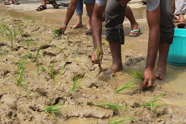 सडक मर्मतमा बेवास्ता गरेको भन्दै सडकमै धान रोपाइँ