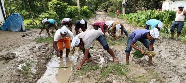 जनमतका युवाहरु सडक मर्मतको माग गर्दै हिलाम्मे सडकमै धान रोपियो