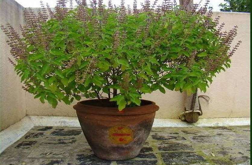 औषधीजन्य वनस्पति तुलसी घरघरमा रोपियो