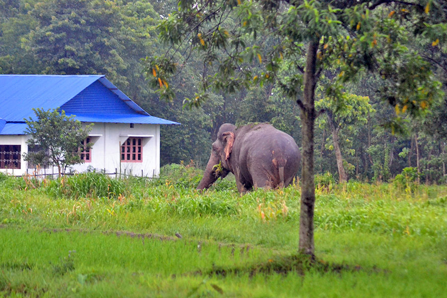 सुनसरीमा हात्तीको आक्रमणबाट एक जनाको मृत्यु