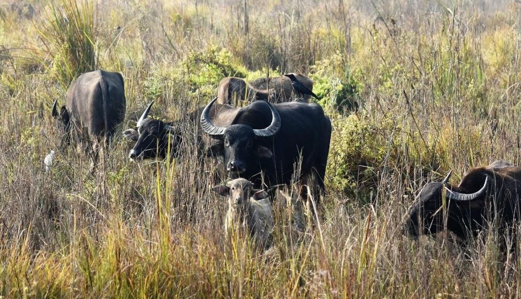 अर्नाद्वारा दर्जनौं बिघाको धानबाली नष्ट