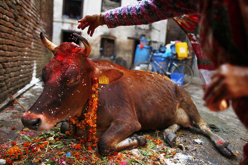 मधेशमा ‘गोधन’ पर्व मनाइँदै