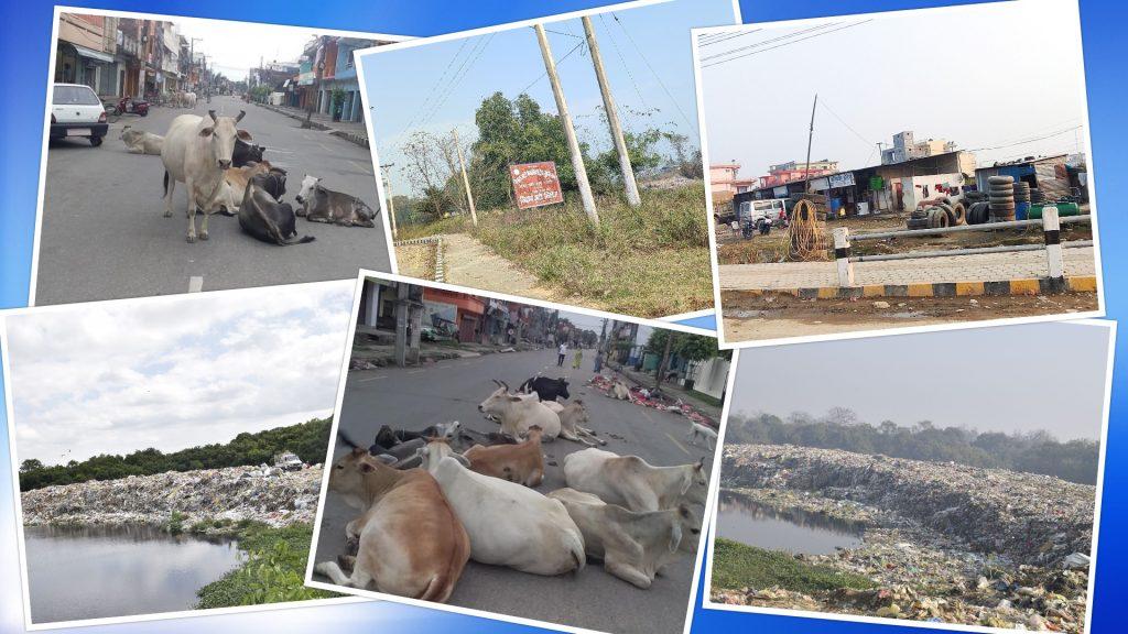 फोहोर र छाडा चौपायामुक्त सिद्धार्थनगरको प्रतिबद्धता, नवनिर्वाचित मेयर खानलाई चुनौतिपूर्ण