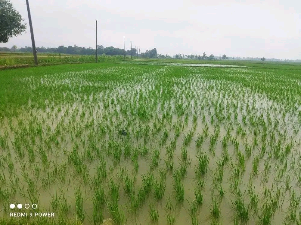 वर्षाले धनुषा सहित तराईका किसानलाई राहत