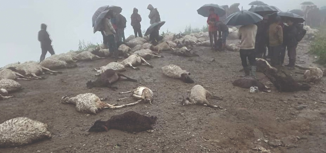 एक सातामा चट्याङले एकको मृत्यु, १७७ भेडाबाख्रा मरे