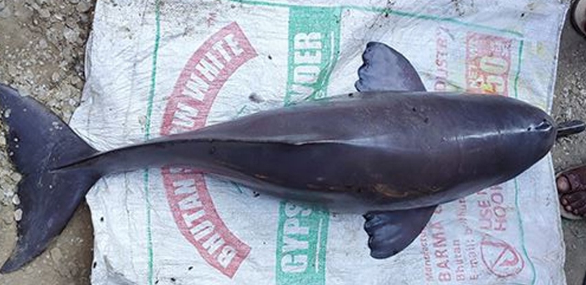 बागमती नदीमा डल्फिन भेटियो