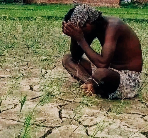 खडेरीले धान रोपेका खेत चिराचिरा परेर फुट्न थाले पछि किसान चिन्तित