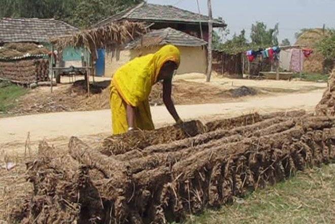 दाउराको सट्टा ‘गुइँठा’