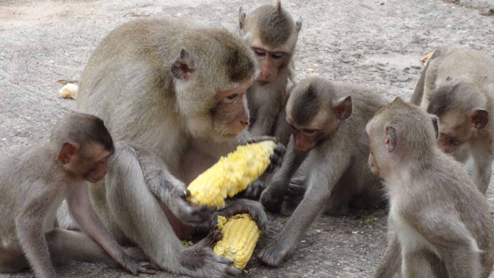 बाँदर खानेकुरा खोज्न राजमार्गमा