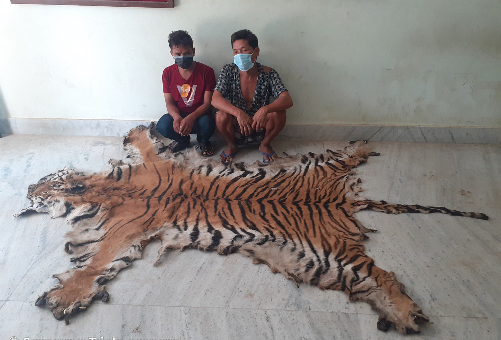 बाघको छालासहित दुई पक्राउ