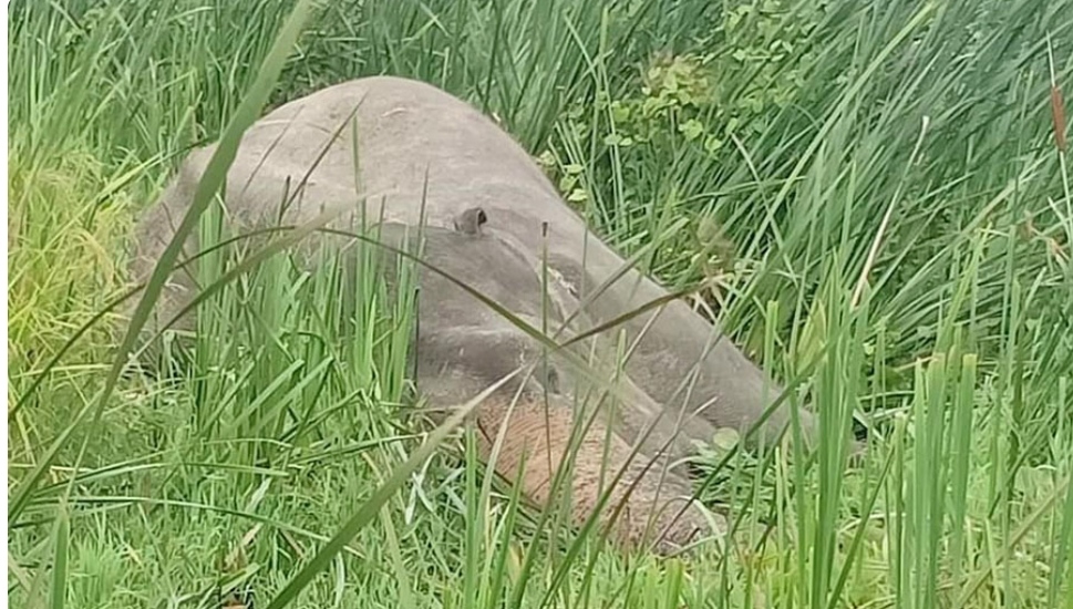 झापामा पोथी हात्ती मृत फेला