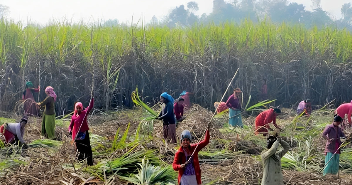 उखु किसानले ३२ करोड अनुदान पाउन बाँकी