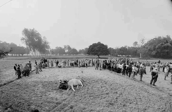 बिजुलीको तार चुँडिएर खस्दा खेत जोतिरहेका किसानको मृत्यु