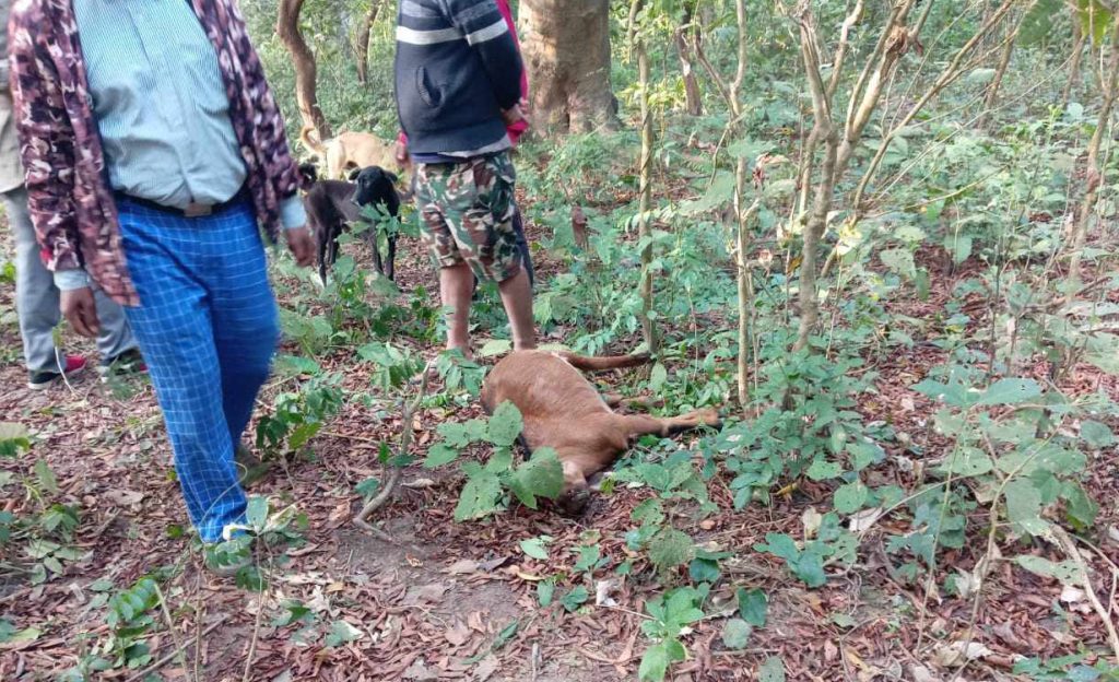 बारामा बाघको आतंक