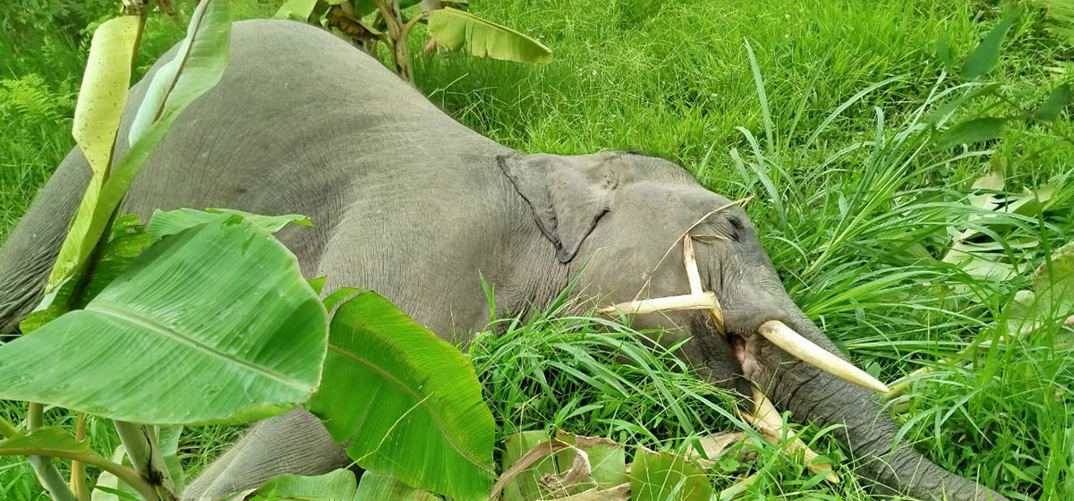 खोला किनारमा मत्ता हात्ती मृत भेटियो